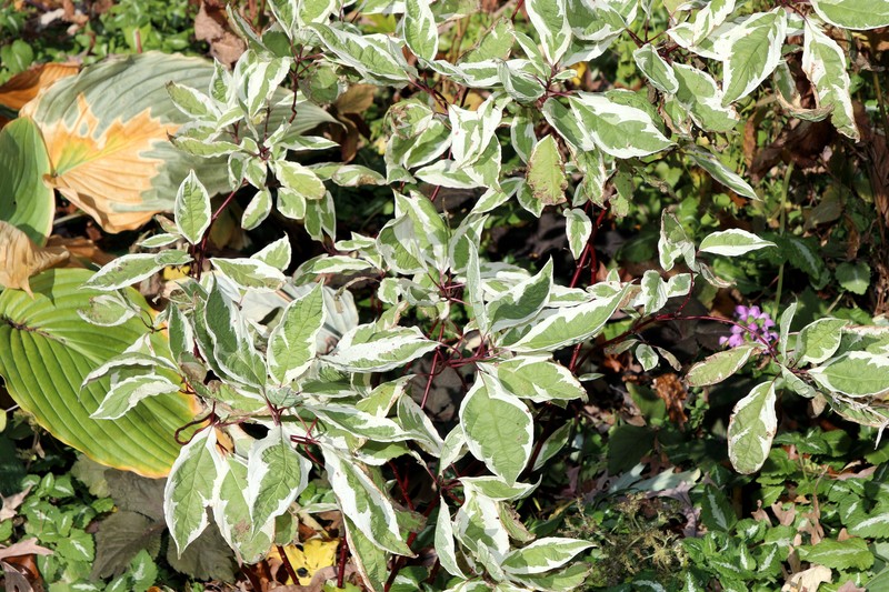 Cornus alba photo 4