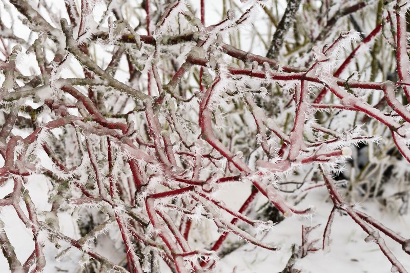 Cornus alba photo 5