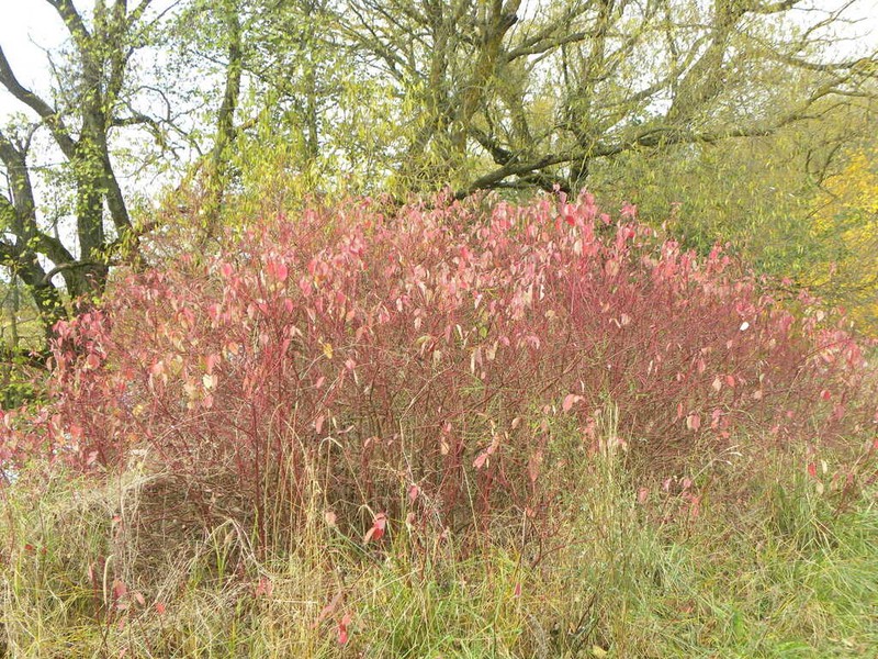 Cornus alba photo 6