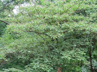 Alternateleaf Dogwood