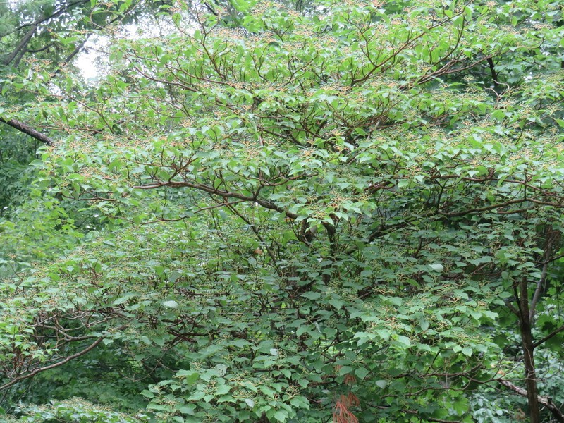 Alternateleaf Dogwood