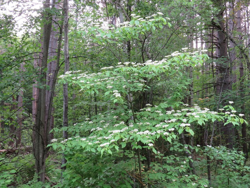 Alternateleaf Dogwood photo 2