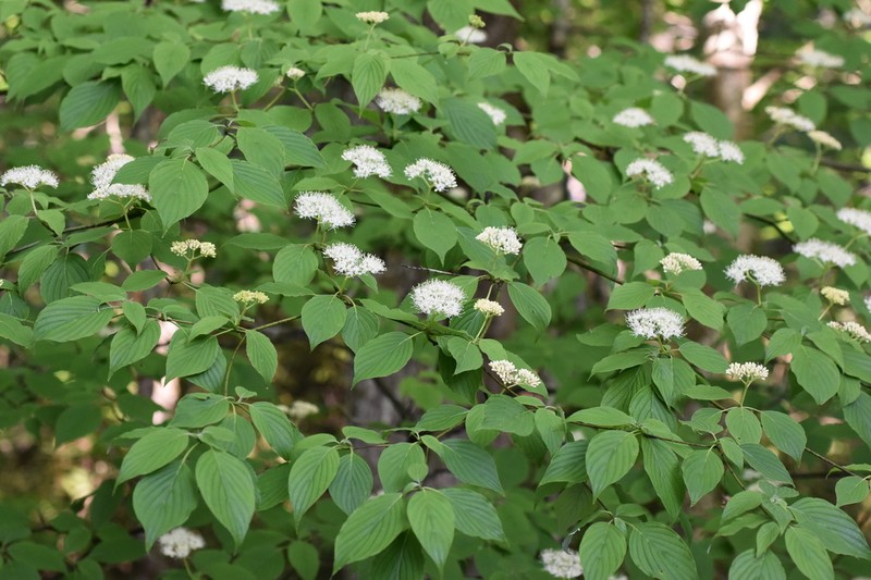 Alternateleaf Dogwood photo 3