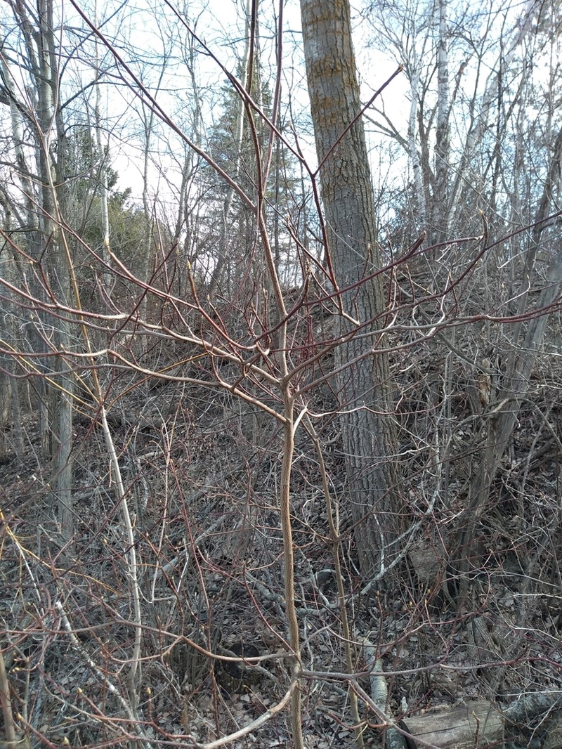 Alternateleaf Dogwood photo 4