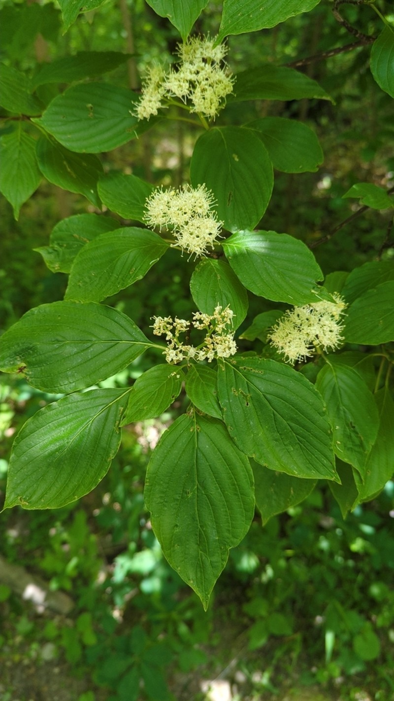 Alternateleaf Dogwood photo 5
