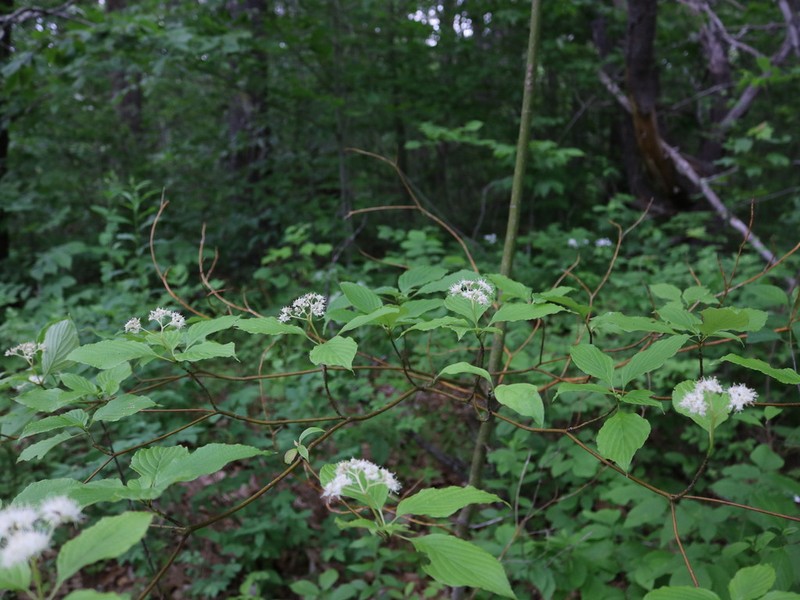 Alternateleaf Dogwood photo 6