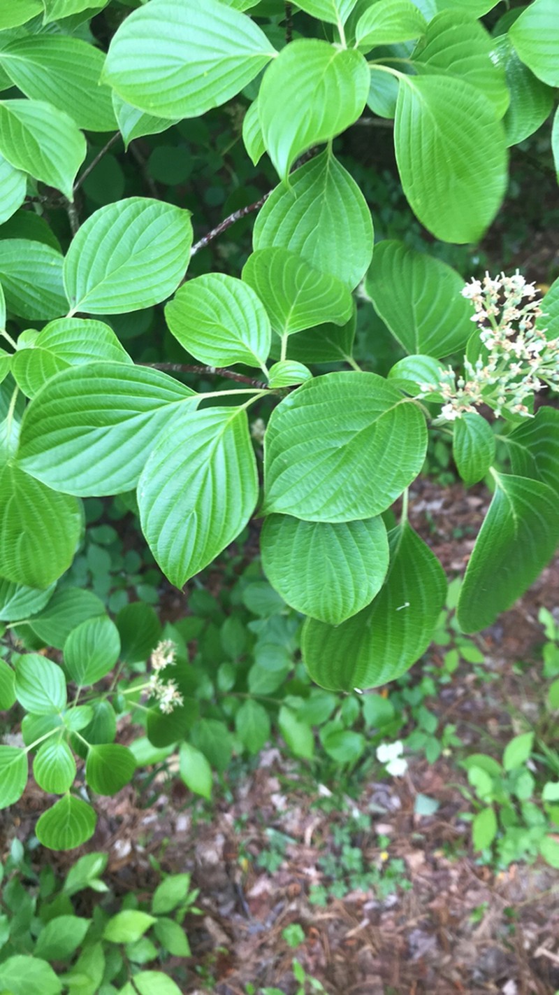 Alternateleaf Dogwood photo 7