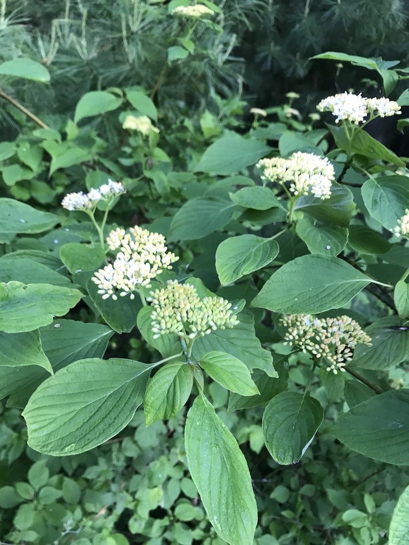 Alternateleaf Dogwood photo 8