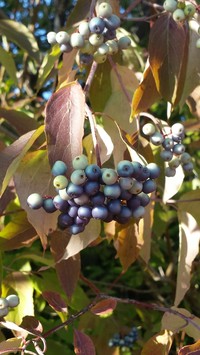 Silky Dogwood