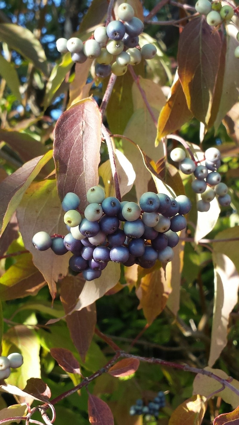 Silky Dogwood