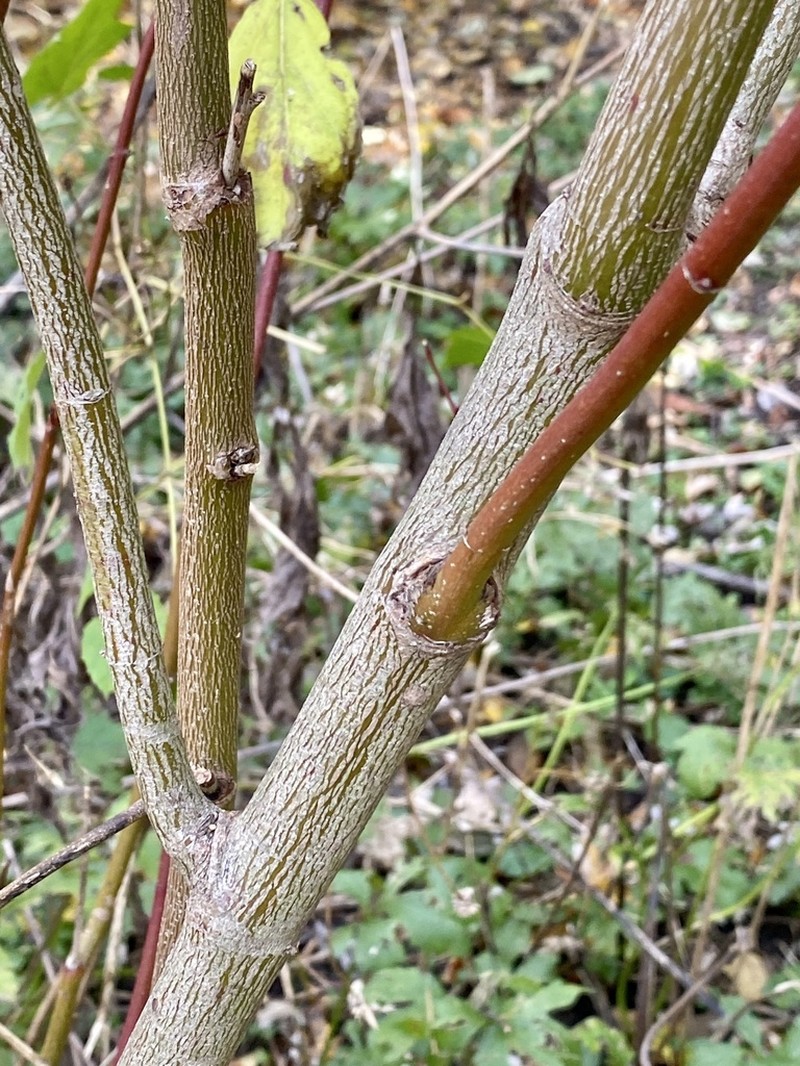 Silky Dogwood photo 2