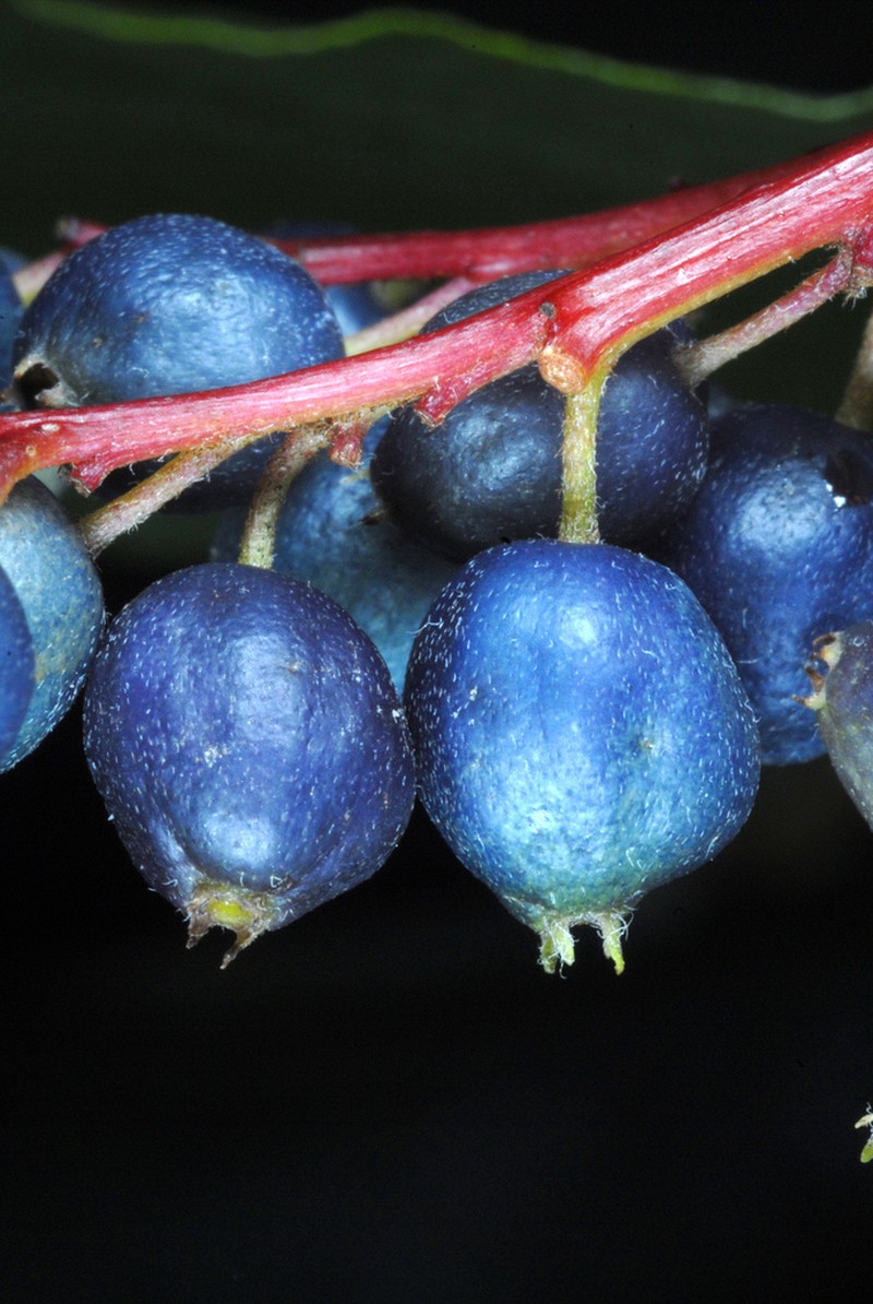 Silky Dogwood photo 3