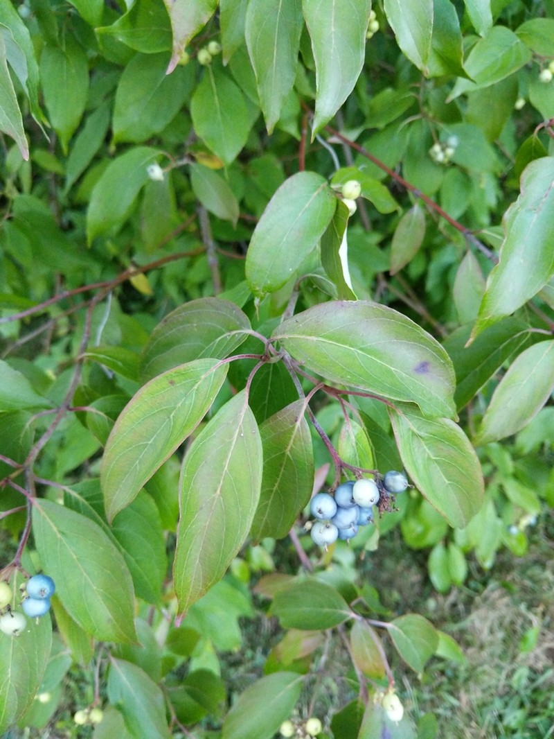 Silky Dogwood photo 6