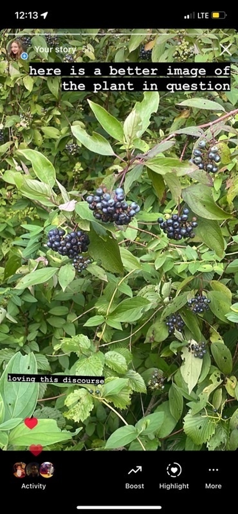 Silky Dogwood photo 7