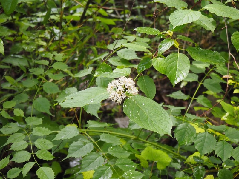 Silky Dogwood photo 8