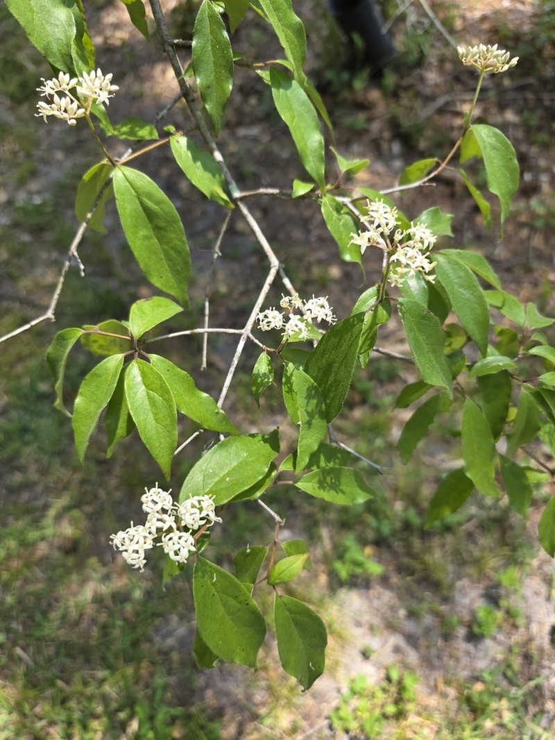 Toughleaf Dogwood
