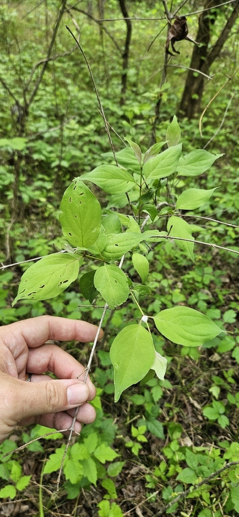 Toughleaf Dogwood photo 2