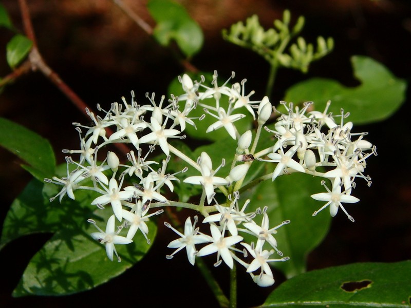 Toughleaf Dogwood photo 3