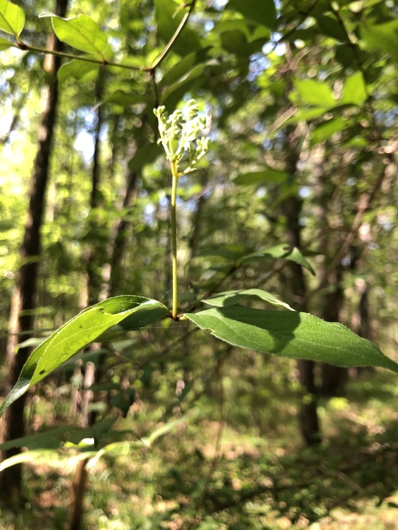Toughleaf Dogwood photo 4