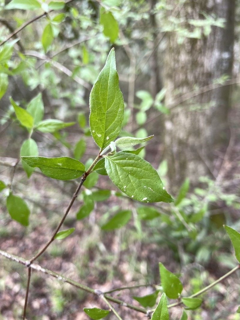Toughleaf Dogwood photo 5