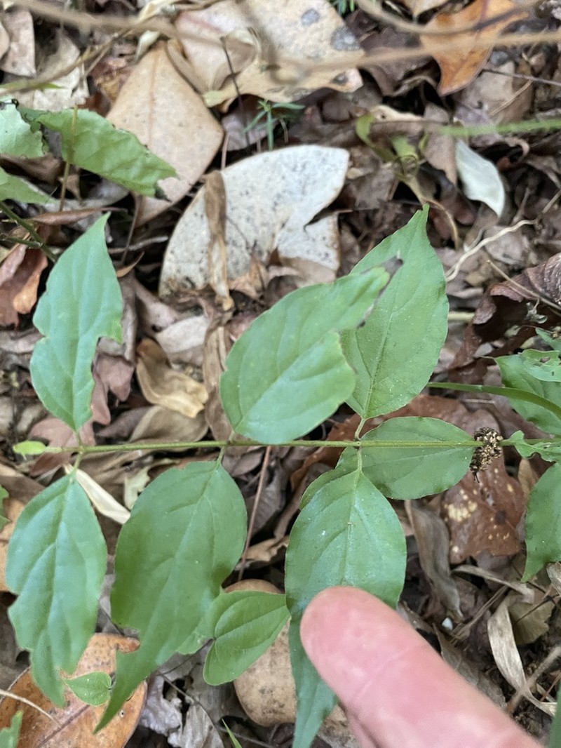 Toughleaf Dogwood photo 8
