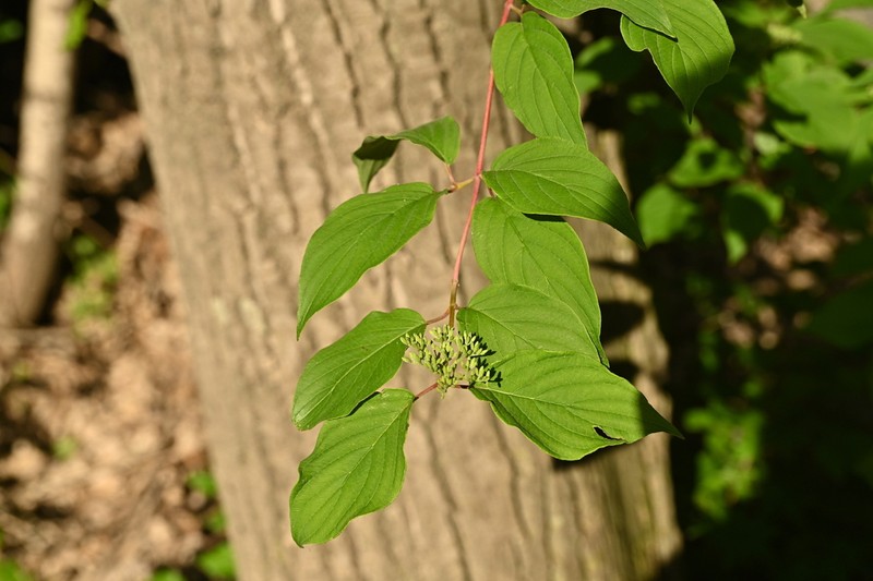Cornus bretschneideri photo 2