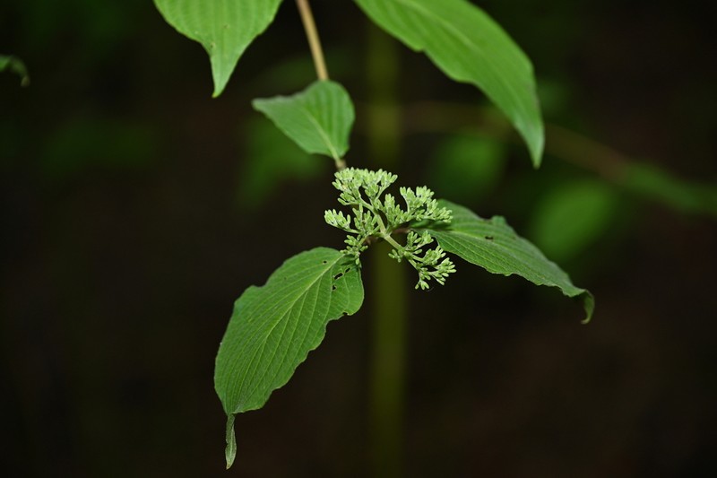 Cornus bretschneideri photo 3