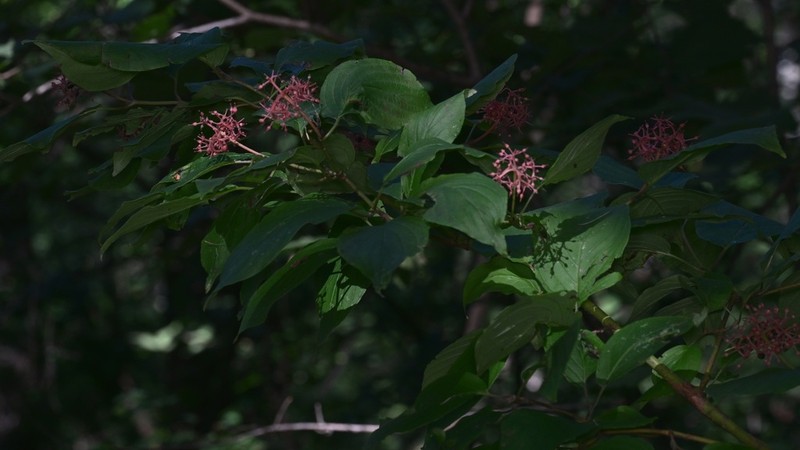 Cornus bretschneideri photo 4