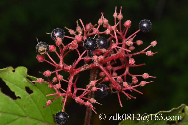 Cornus bretschneideri photo 5