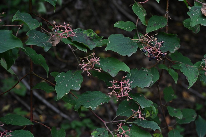 Cornus bretschneideri photo 6