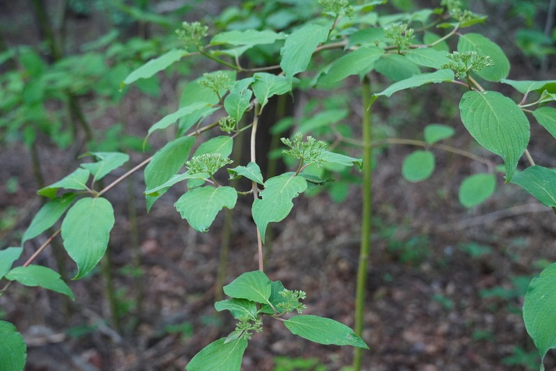 Cornus bretschneideri photo 8