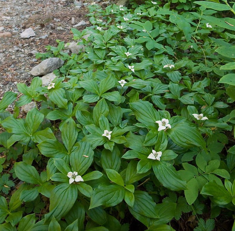 Bunchberry Dogwood