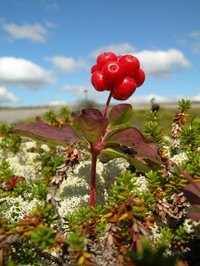 Bunchberry Dogwood