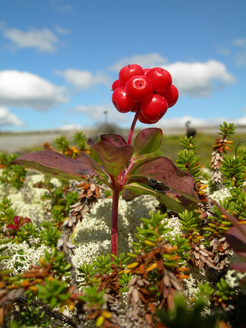 Bunchberry Dogwood