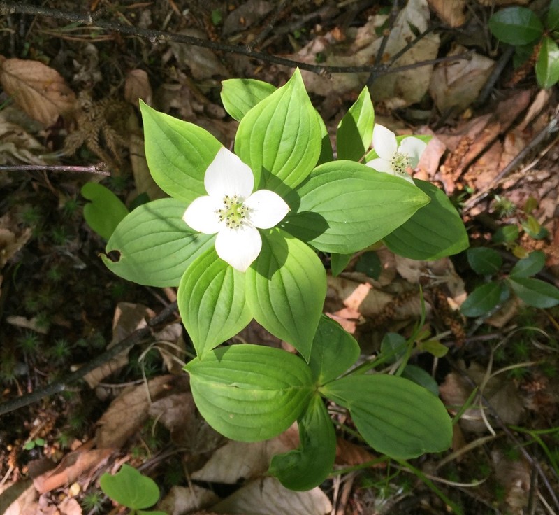 Bunchberry Dogwood photo 2
