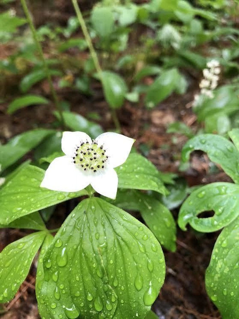 Bunchberry Dogwood photo 3