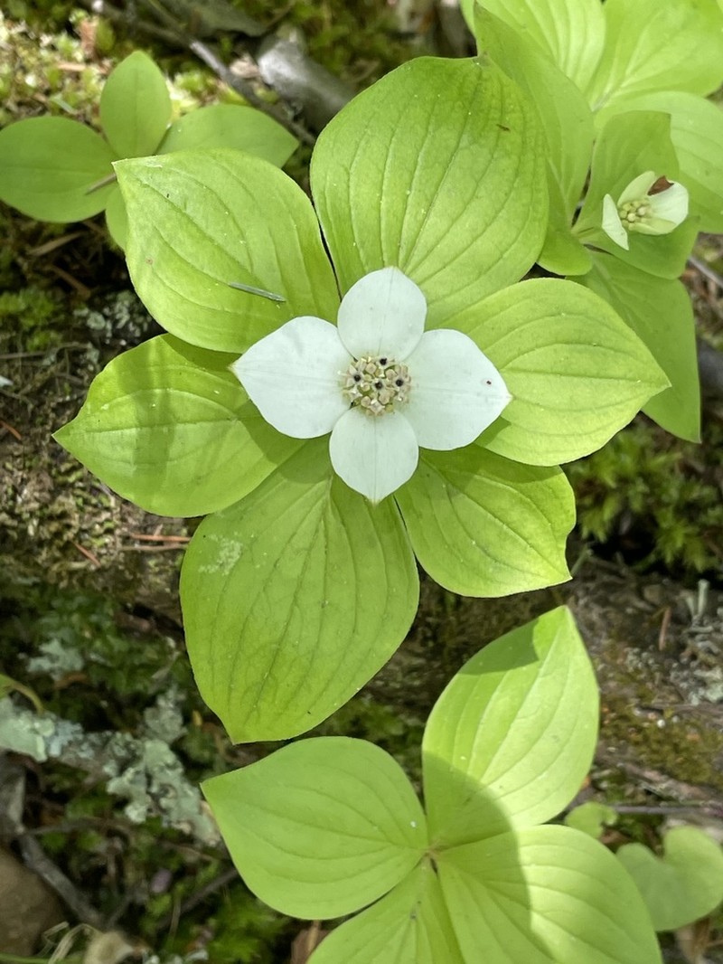 Bunchberry Dogwood photo 4