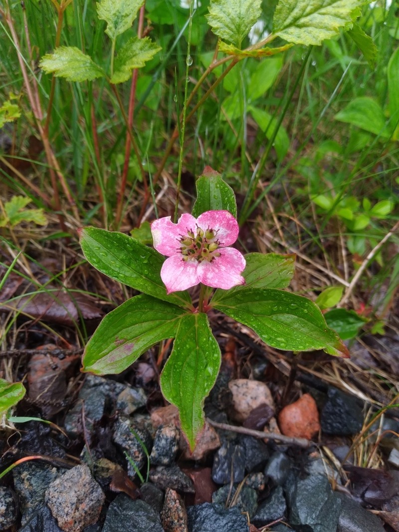 Bunchberry Dogwood photo 5