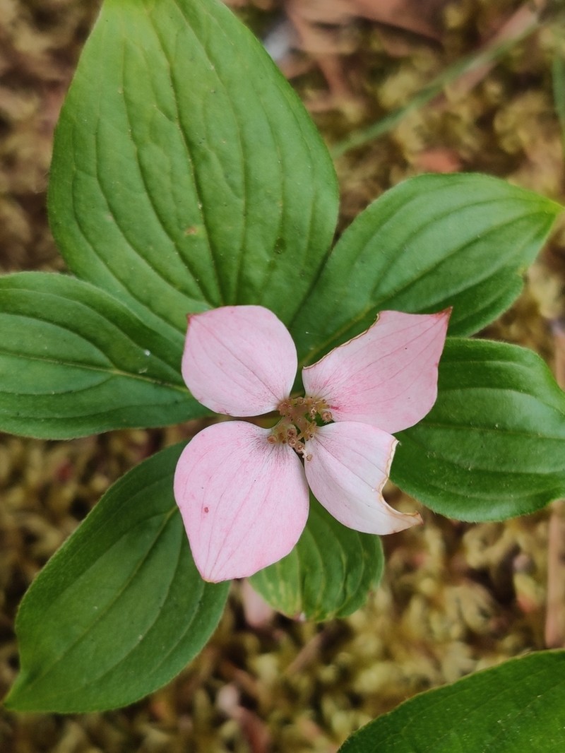 Bunchberry Dogwood photo 6