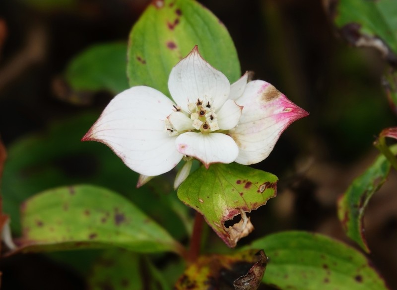 Bunchberry Dogwood photo 8