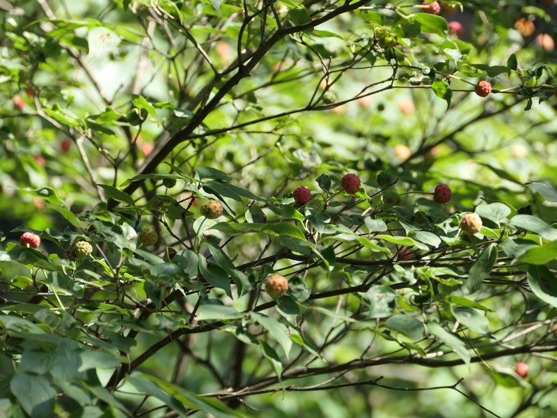 Cornus capitata subsp. angustata