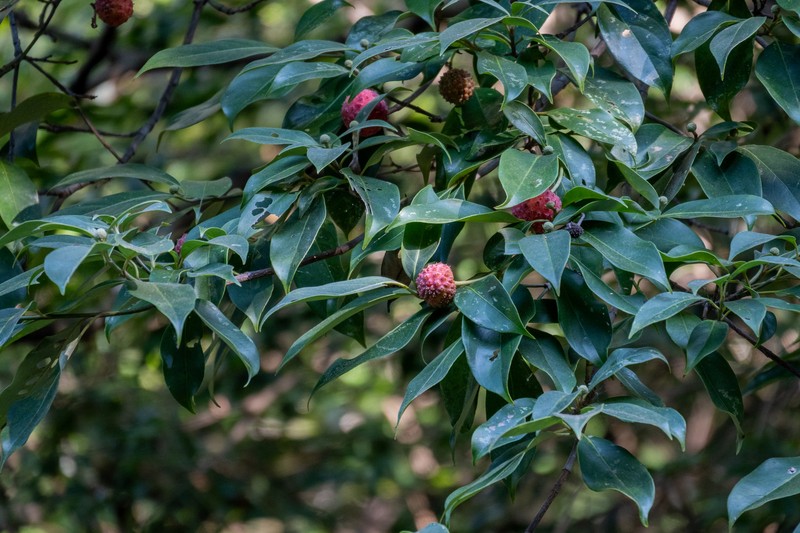 Cornus capitata subsp. angustata photo 2