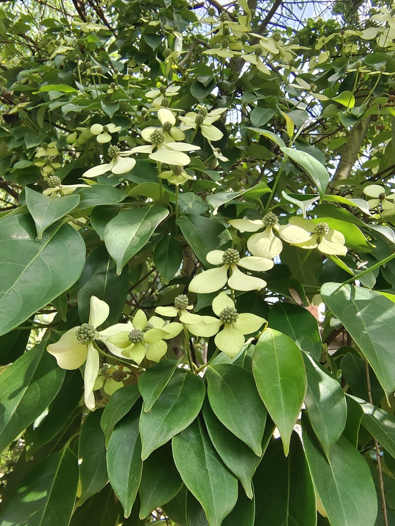 Cornus capitata subsp. angustata photo 4