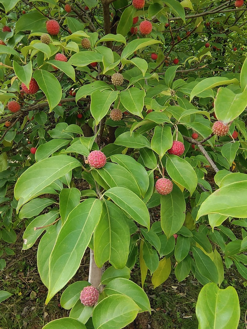 Cornus capitata subsp. angustata photo 6