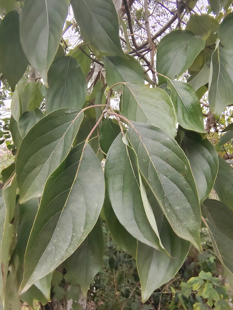Cornus capitata subsp. angustata photo 7