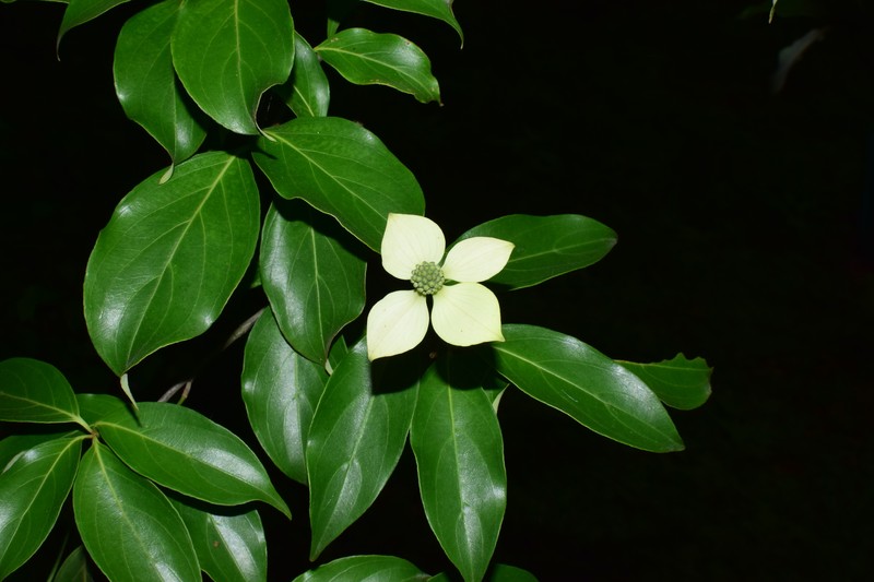 Cornus capitata subsp. angustata photo 8