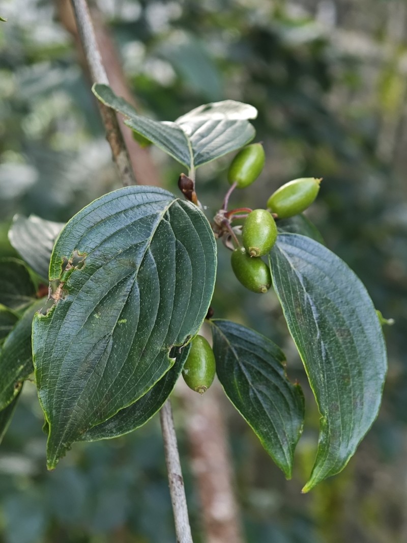 Cornus chinensis photo 2