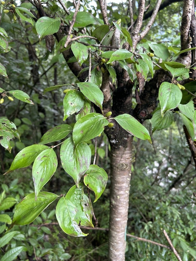 Cornus chinensis photo 3