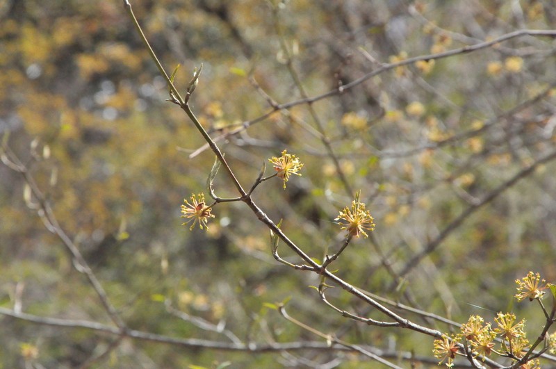 Cornus chinensis photo 4