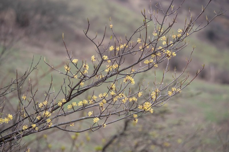 Cornus chinensis photo 6